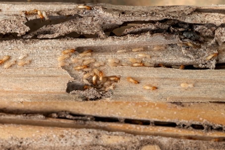 Termites and damaged wood