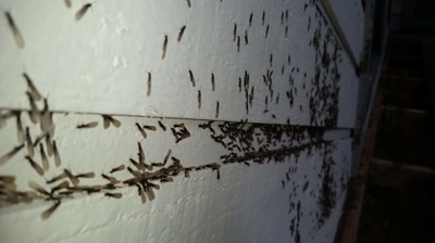 Termite Control 2024